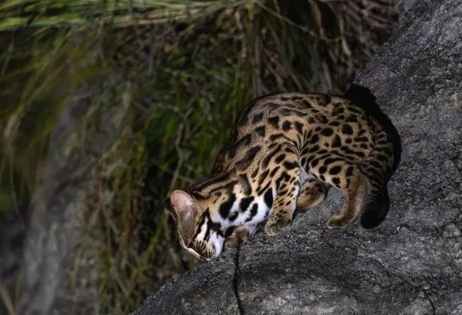 曾“绝迹”20多年！2017年在江苏山里狂奔结果一头撞上出租车(图8)