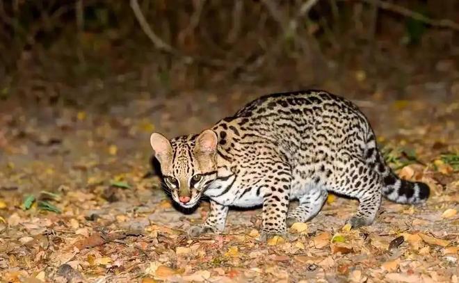 曾“绝迹”20多年！2017年在江苏山里狂奔结果一头撞上出租车(图14)