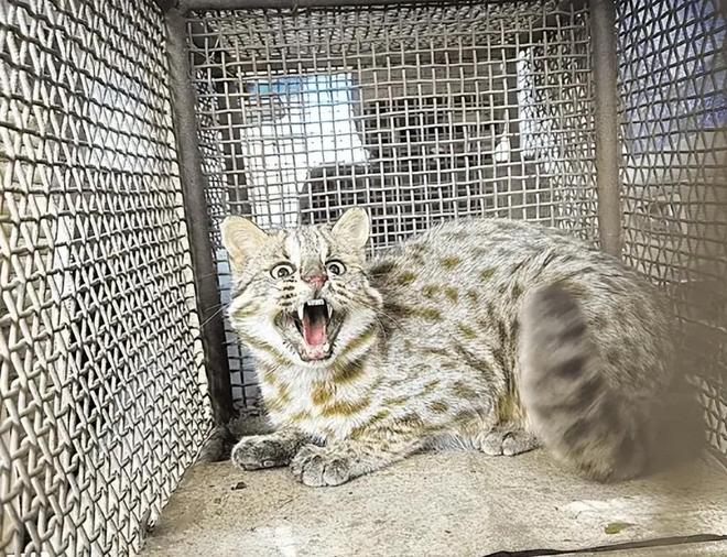 曾“绝迹”20多年！2017年在江苏山里狂奔结果一头撞上出租车(图11)