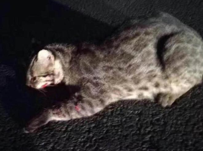 曾“绝迹”20多年！2017年在江苏山里狂奔结果一头撞上出租车(图4)