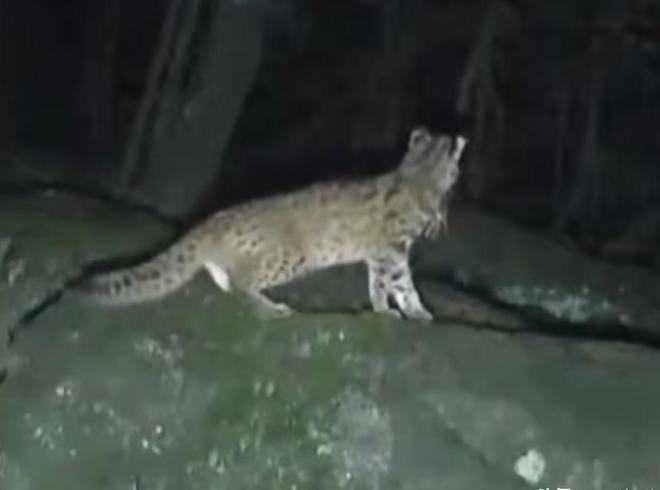 曾“绝迹”20多年！2017年在江苏山里狂奔结果一头撞上出租车(图3)