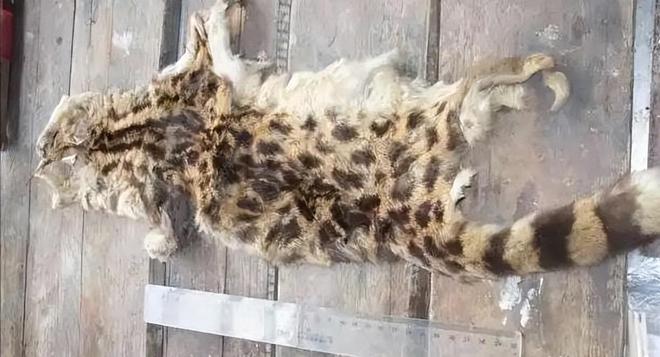 曾“绝迹”20多年！2017年在江苏山里狂奔结果一头撞上出租车(图20)