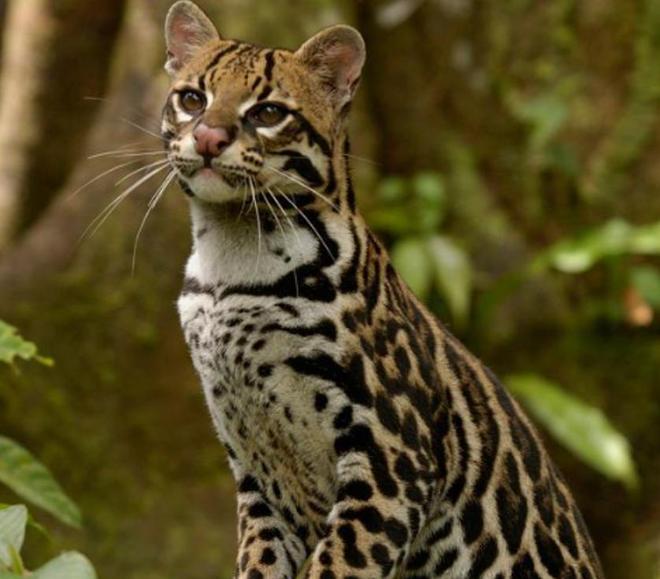 曾“绝迹”20多年！2017年在江苏山里狂奔结果一头撞上出租车(图16)