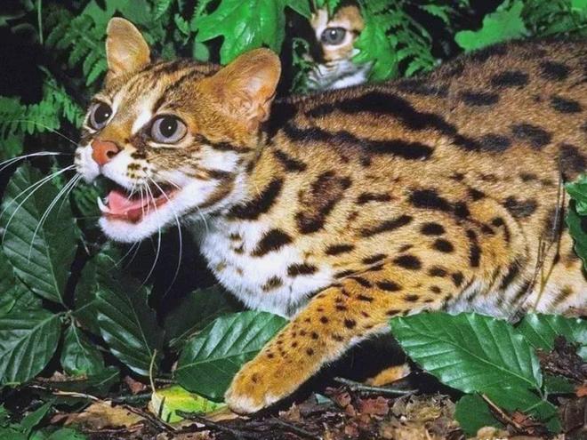 曾“绝迹”20多年！2017年在江苏山里狂奔结果一头撞上出租车(图17)