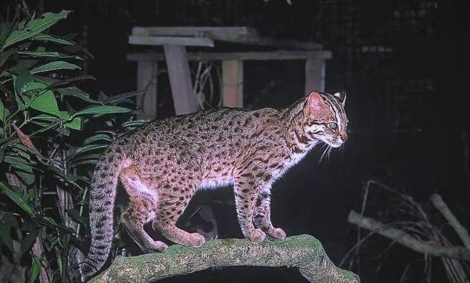 曾“绝迹”20多年！2017年在江苏山里狂奔结果一头撞上出租车(图25)