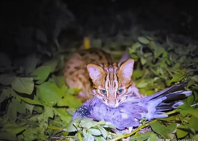 曾“绝迹”20多年！2017年在江苏山里狂奔结果一头撞上出租车(图19)