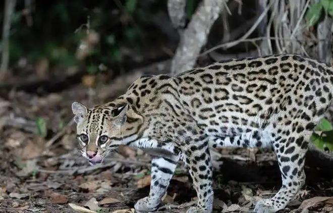 曾“绝迹”20多年！2017年在江苏山里狂奔结果一头撞上出租车(图18)