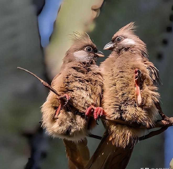 曾“绝迹”20多年！2017年在江苏山里狂奔结果一头撞上出租车(图24)