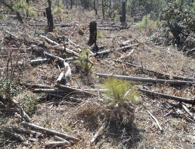 曾“绝迹”20多年！2017年在江苏山里狂奔结果一头撞上出租车(图23)