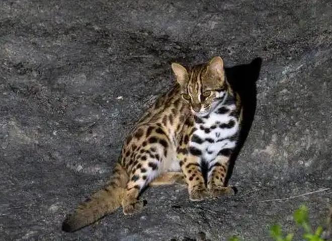 曾“绝迹”20多年！2017年在江苏山里狂奔结果一头撞上出租车(图15)