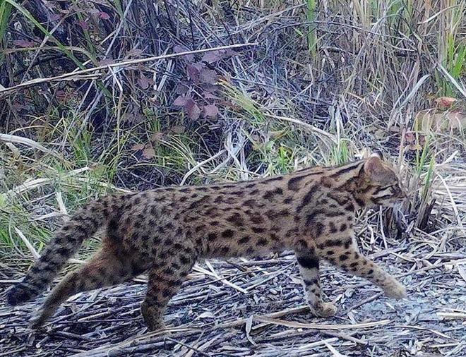 曾“绝迹”20多年！2017年在江苏山里狂奔结果一头撞上出租车(图28)