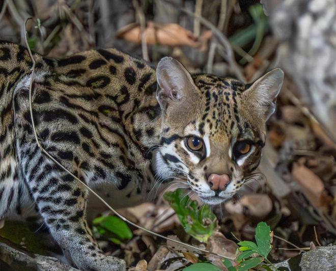 曾“绝迹”20多年！2017年在江苏山里狂奔结果一头撞上出租车(图26)