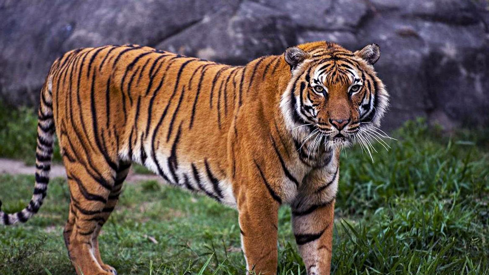 罗湖海关查获进境旅客携带濒危龟甲牡丹52株(图1)