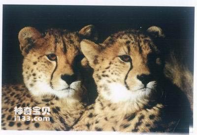 新西兰启动野猫清零计划：2050年前杀光 一只不留！(图1)