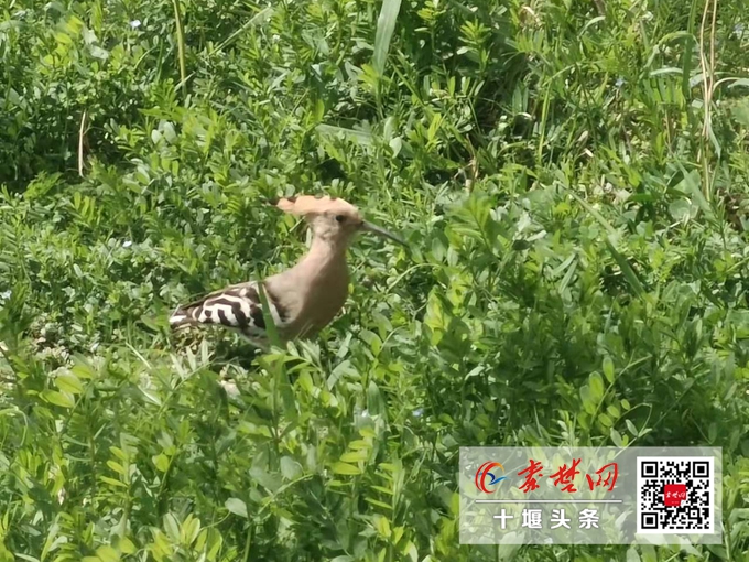 黄河三角洲“禁飞令”：尊重生命的快速响应(图1)