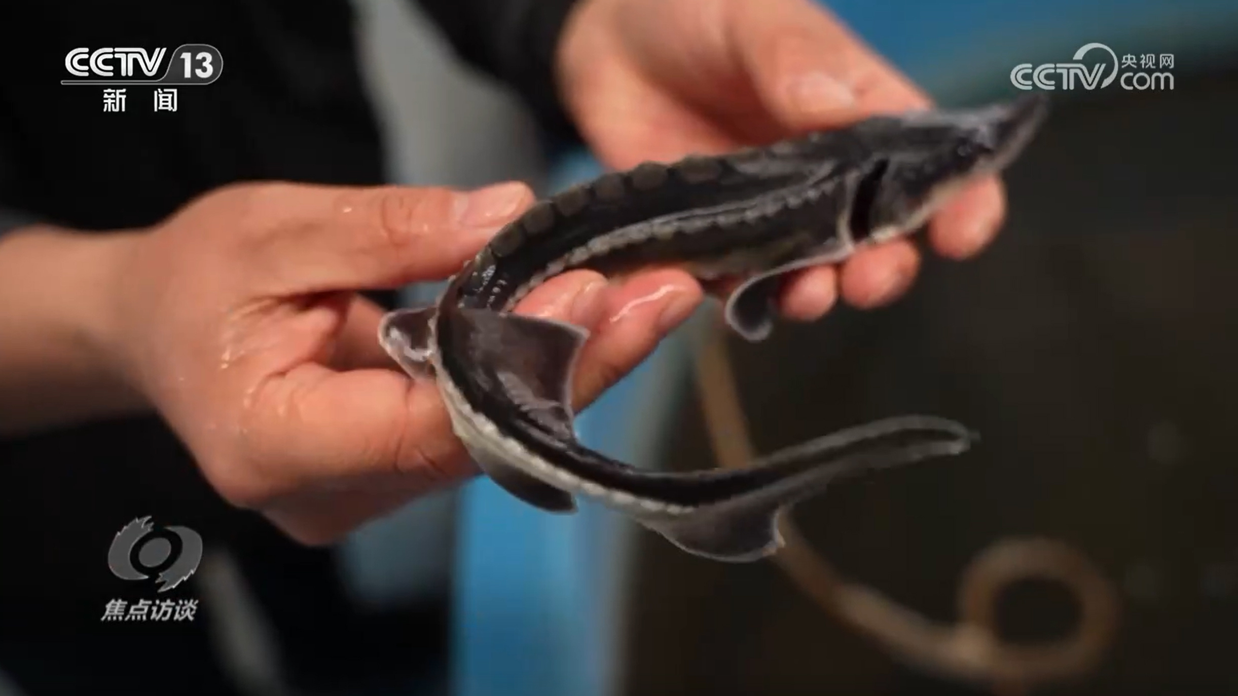 焦点访谈｜奏响新时代长江之歌：十年守护 见证绿色蝶变(图2)