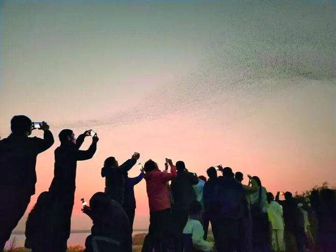 无人机贴鸟拍摄当禁！(图1)