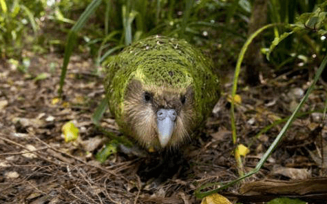 冬令营报名 寻年俗科技奇旅 VS 畅玩龙之梦乐园给孩子一个“哇塞”的寒假！(图1)