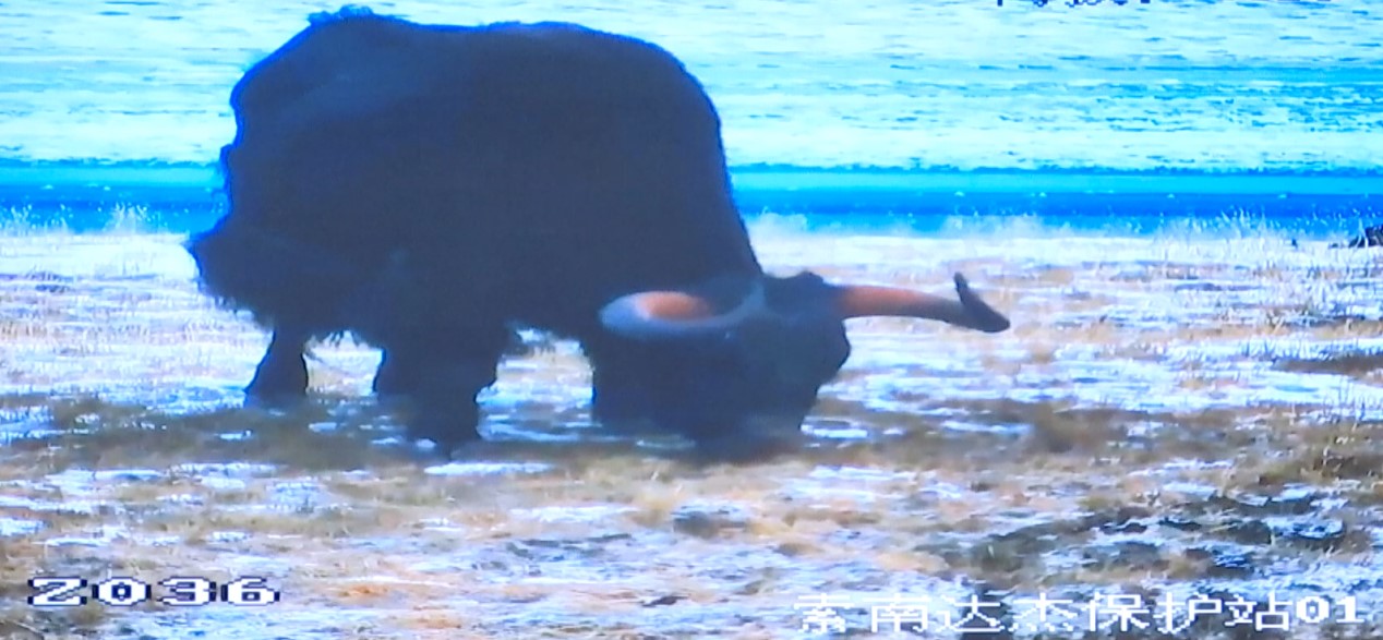 印尼首次迎来大熊猫幼仔诞生由旅居印尼的中国雄性大熊猫彩陶和雌性湖春所生(图1)