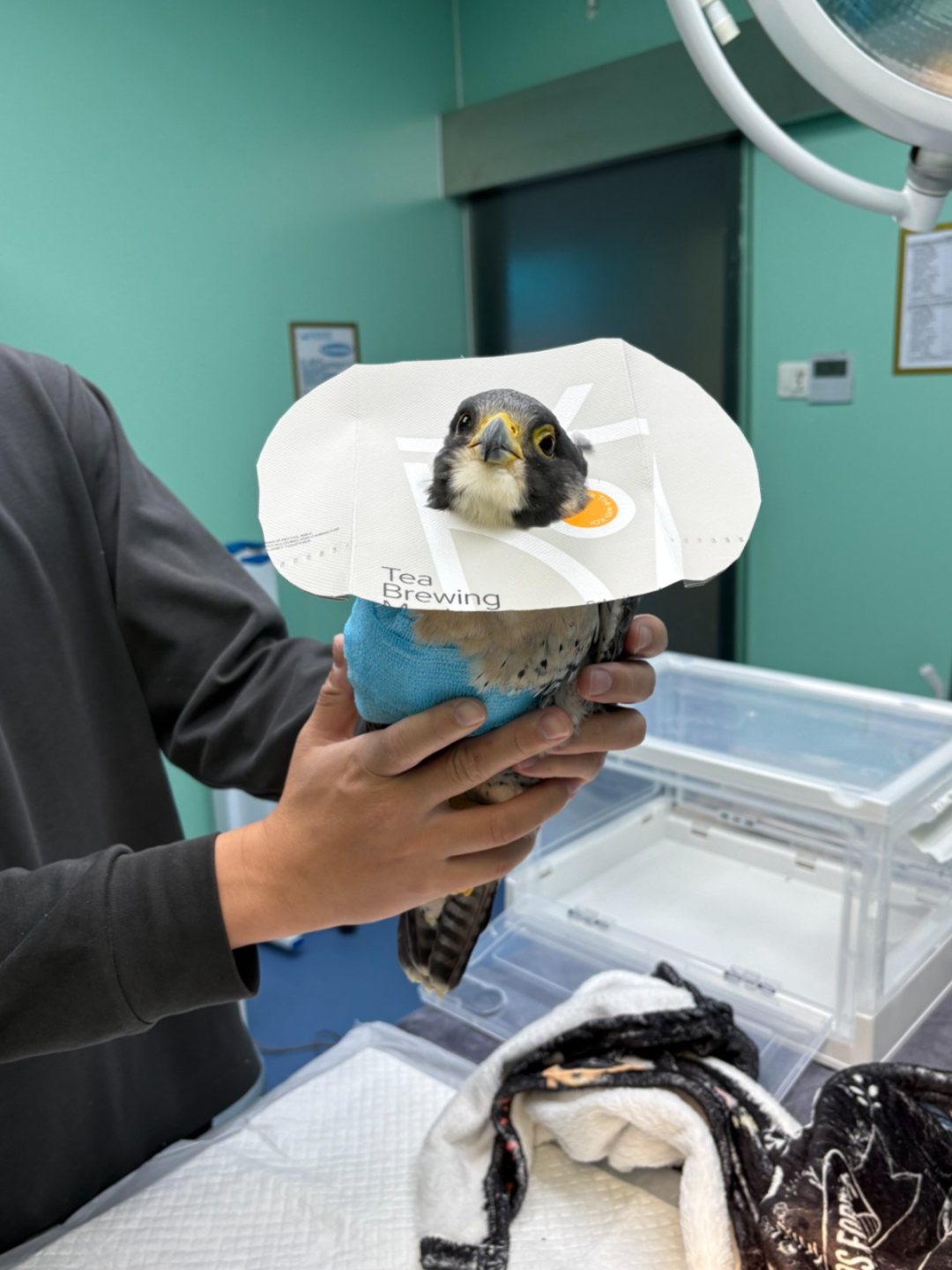 生态文明建设迈出关键一步！福建厦门首个野生动物收容救护中心运行良好(图1)