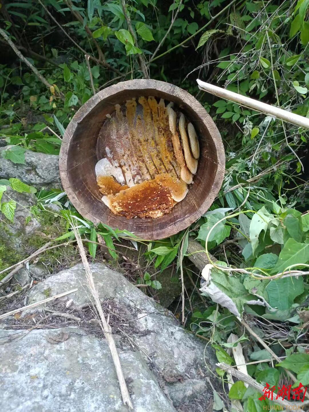 沅澧一线·点赞｜石门：野生动物“肇事” 政府投保“买单”(图1)