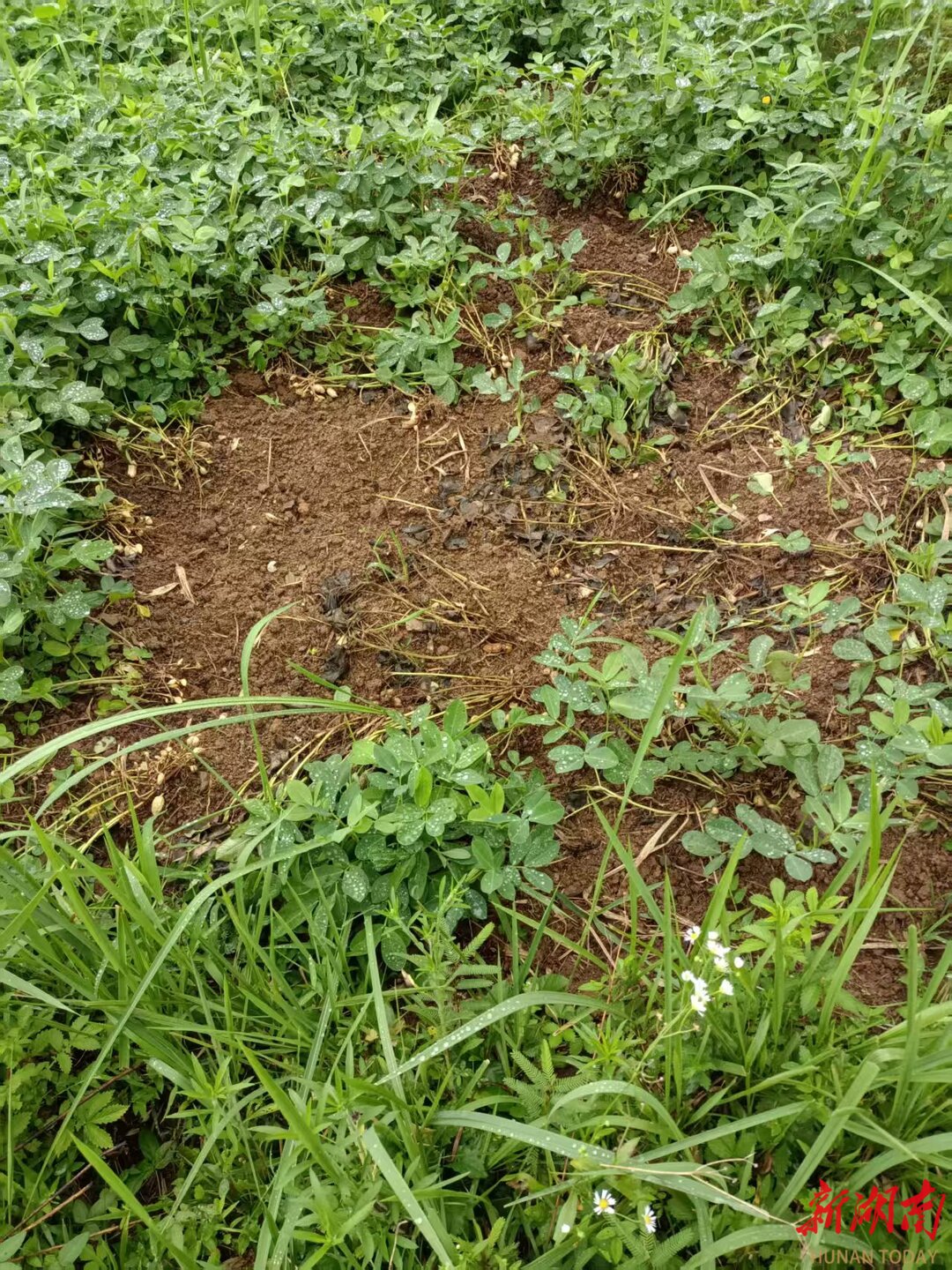 沅澧一线·点赞｜石门：野生动物“肇事” 政府投保“买单”(图2)