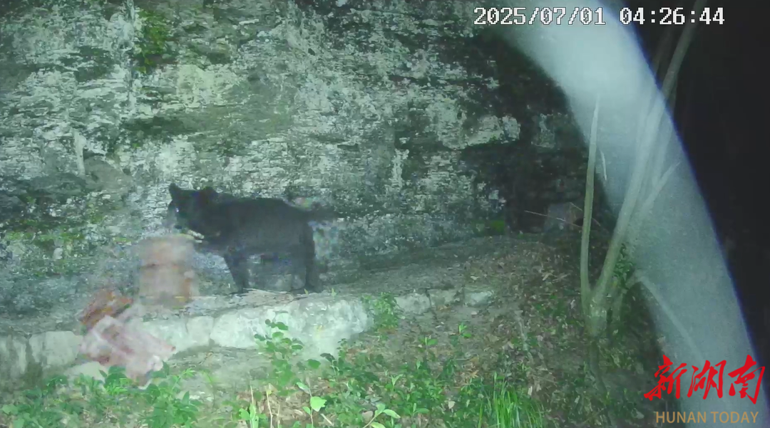 沅澧一线·点赞｜石门：野生动物“肇事” 政府投保“买单”(图3)