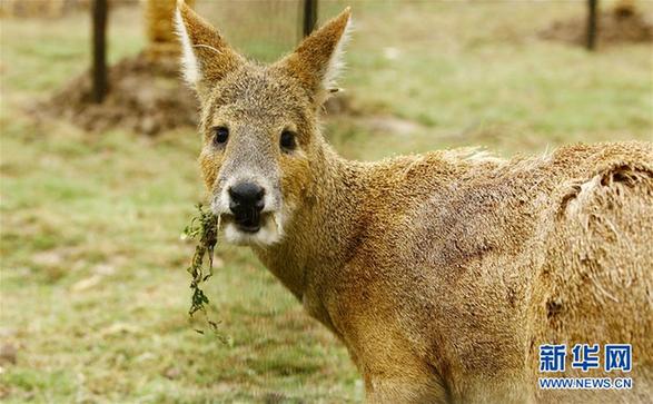 实践案例 “野化放归”生态修复案件的审理思路和判项技术——解读王某武等13人危害珍贵、濒危野生动物案(图1)