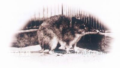 大连儿童公园一黑天鹅元旦前被偷疑已被宰杀落单母天鹅因此不吃不喝当地鸟语林：已收到幸存黑(图1)