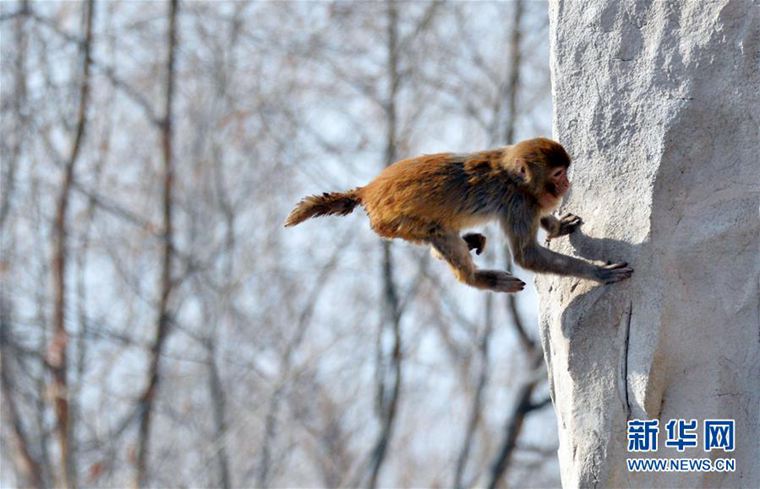 活动 亮点聚焦：2025福布斯中国宠物行业价值品牌评选颁奖盛典(图1)