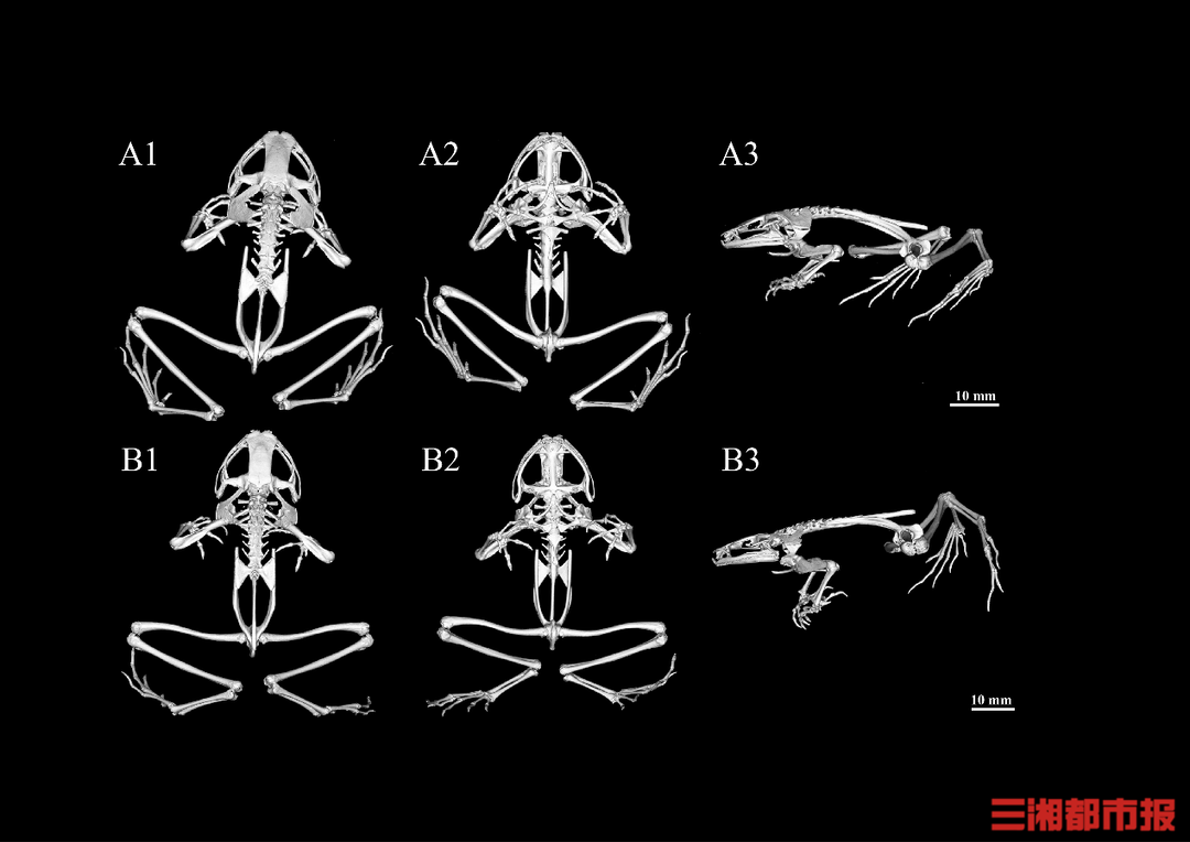 湖南发现角蟾新物种名字来源陶渊明(图3)