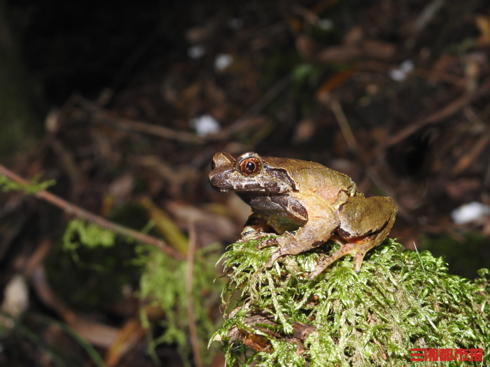湖南发现角蟾新物种名字来源陶渊明(图1)