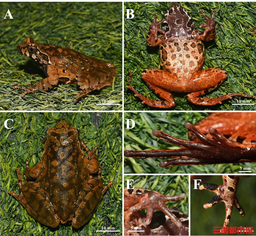湖南发现角蟾新物种名字来源陶渊明(图2)
