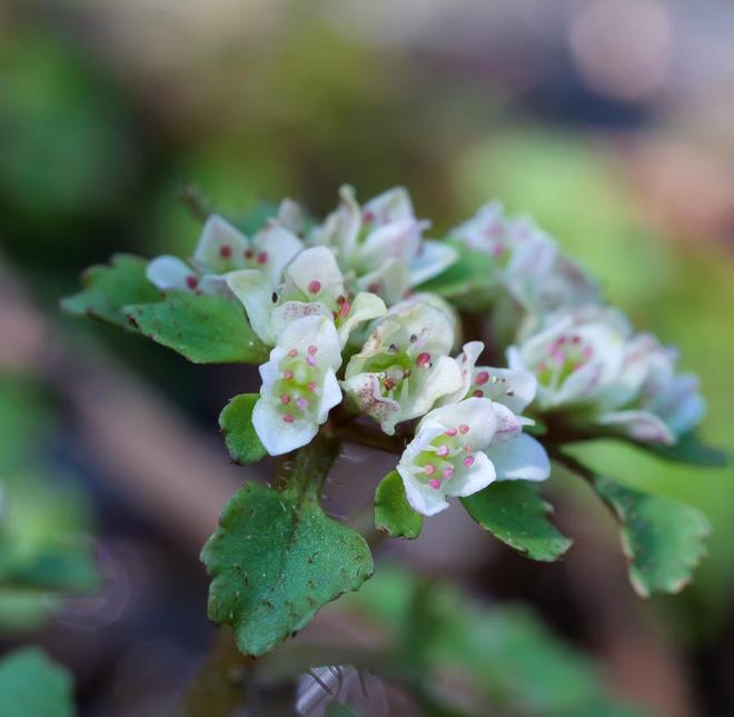 全世界就湖南有！消失65年再现身2024年专家衡山意外找到30棵(图2)