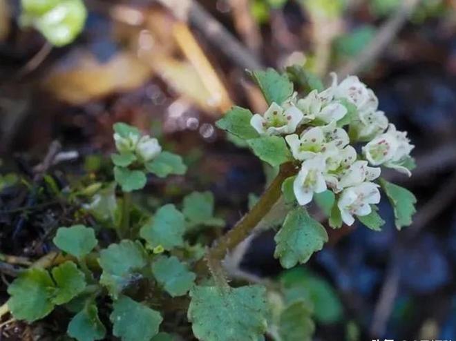 全世界就湖南有！消失65年再现身2024年专家衡山意外找到30棵(图3)