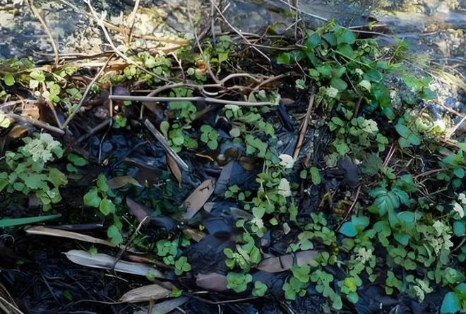 全世界就湖南有！消失65年再现身2024年专家衡山意外找到30棵(图1)