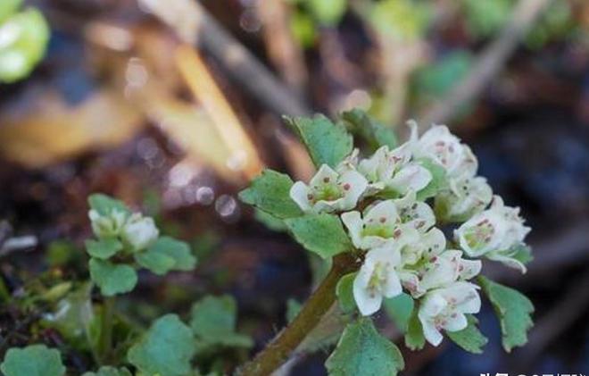 全世界就湖南有！消失65年再现身2024年专家衡山意外找到30棵(图7)