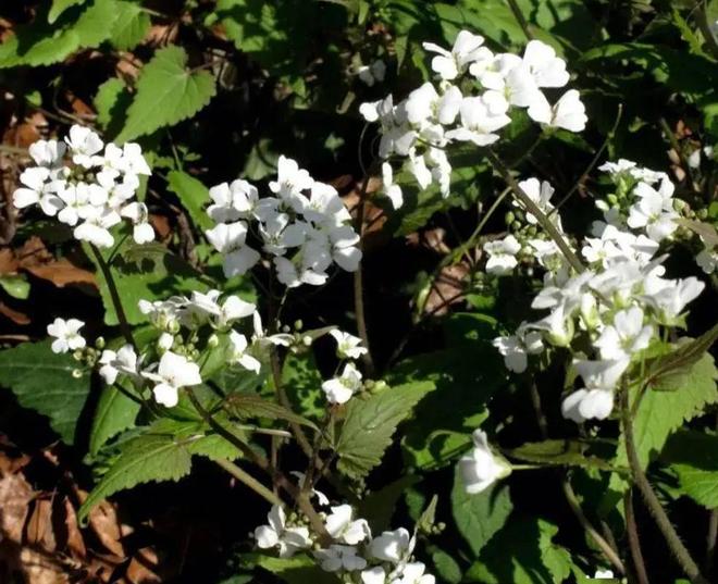 全世界就湖南有！消失65年再现身2024年专家衡山意外找到30棵(图14)