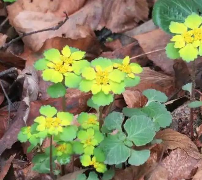 全世界就湖南有！消失65年再现身2024年专家衡山意外找到30棵(图6)