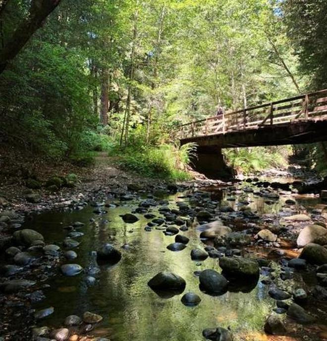 全世界就湖南有！消失65年再现身2024年专家衡山意外找到30棵(图15)