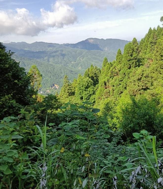 全世界就湖南有！消失65年再现身2024年专家衡山意外找到30棵(图17)