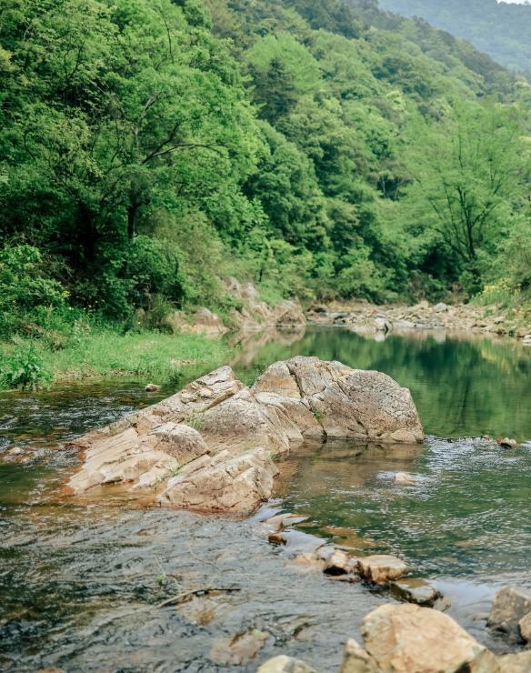 全世界就湖南有！消失65年再现身2024年专家衡山意外找到30棵(图16)