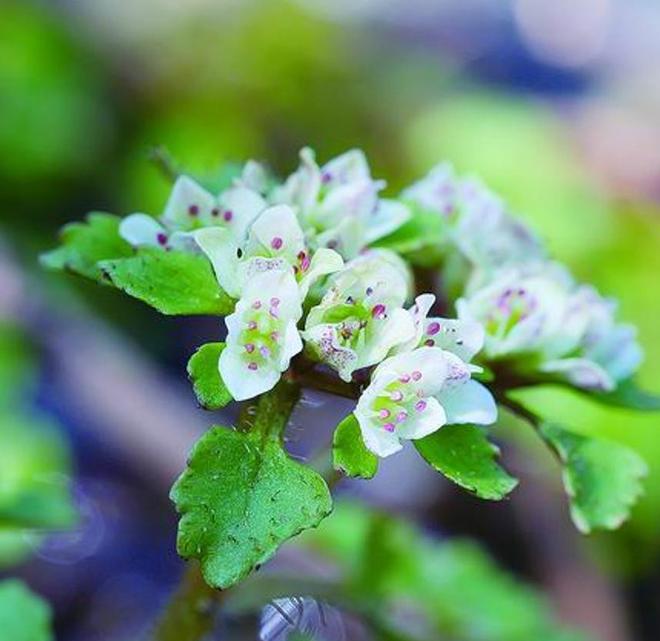 全世界就湖南有！消失65年再现身2024年专家衡山意外找到30棵(图8)