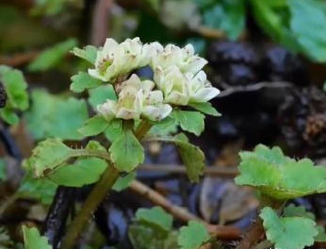 全世界就湖南有！消失65年再现身2024年专家衡山意外找到30棵(图12)