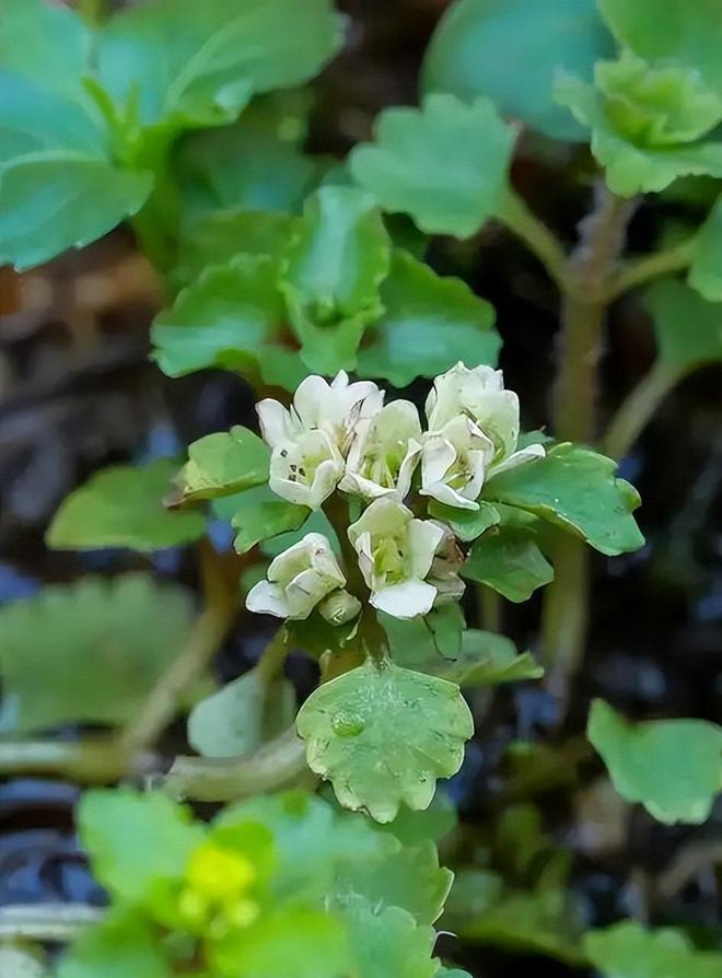 全世界就湖南有！消失65年再现身2024年专家衡山意外找到30棵(图11)