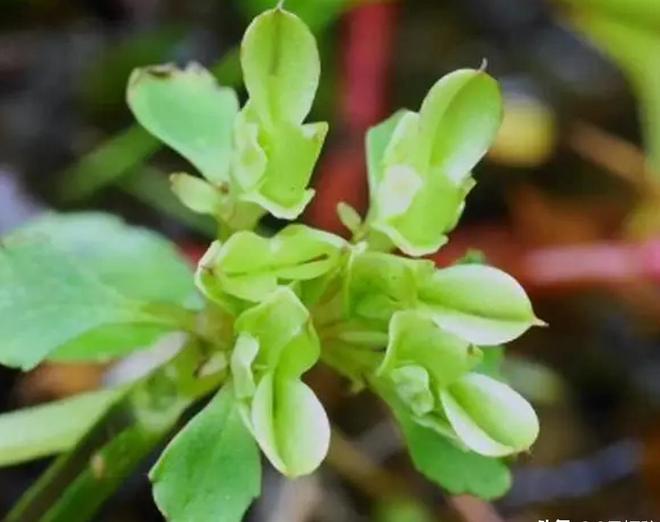 全世界就湖南有！消失65年再现身2024年专家衡山意外找到30棵(图5)