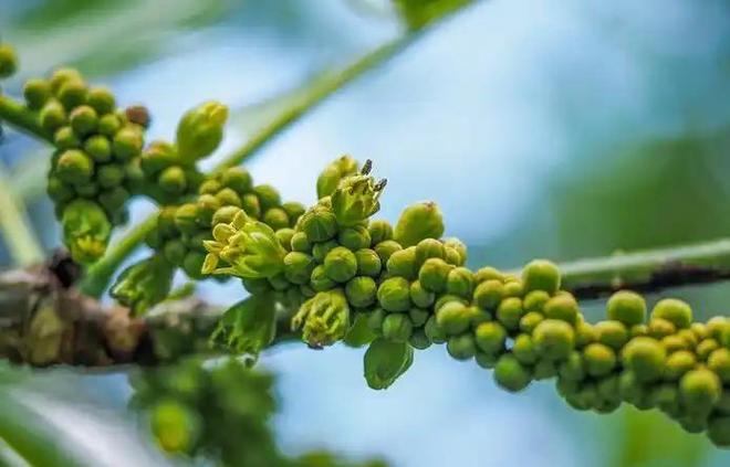 全世界就湖南有！消失65年再现身2024年专家衡山意外找到30棵(图9)