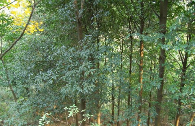 全世界就湖南有！消失65年再现身2024年专家衡山意外找到30棵(图18)