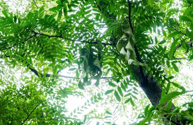 全世界就湖南有！消失65年再现身2024年专家衡山意外找到30棵(图19)