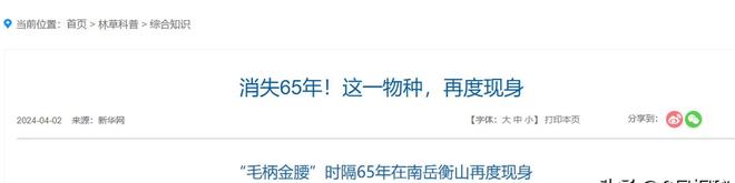 全世界就湖南有！消失65年再现身2024年专家衡山意外找到30棵(图20)